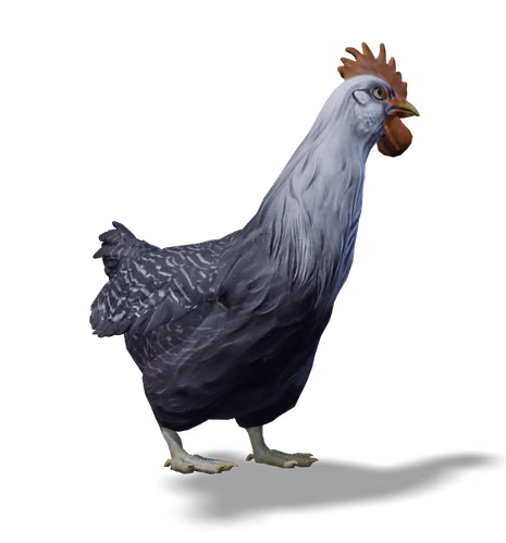 Catalana hen, Black White Head